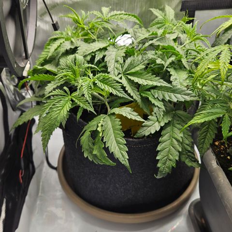 Pain Killer growlog timeline photo