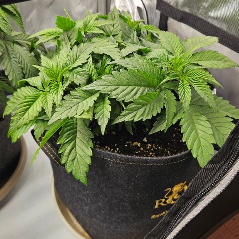 Lemon Haze growlog timeline photo