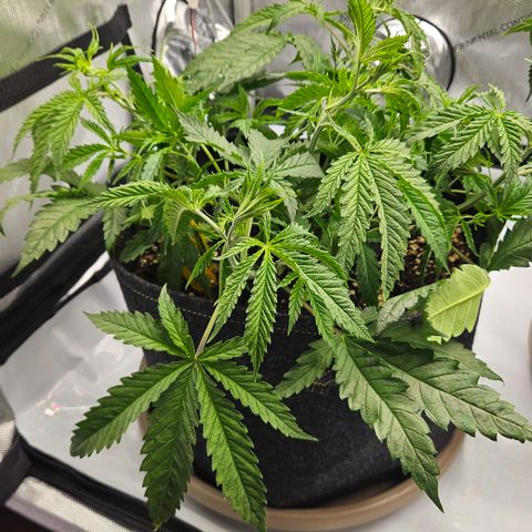 Pain Killer growlog timeline photo