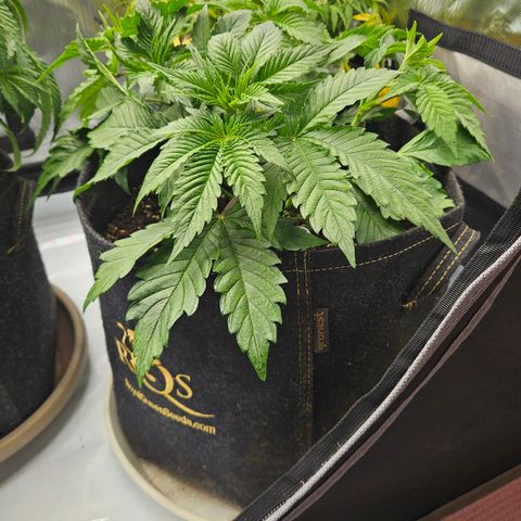 Lemon Haze growlog timeline photo
