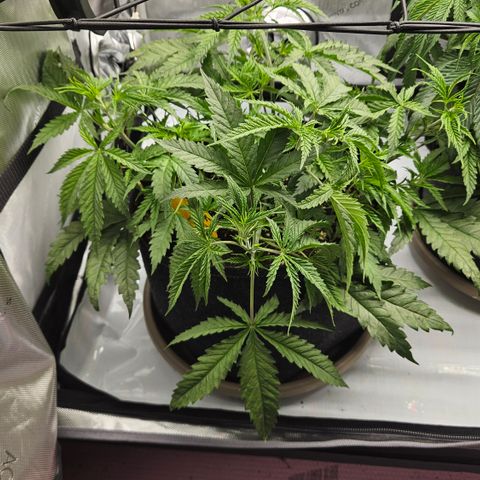 Pain Killer growlog timeline photo