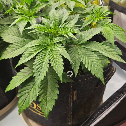 Lemon Haze growlog timeline photo