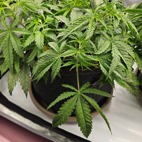 Pain Killer growlog timeline photo