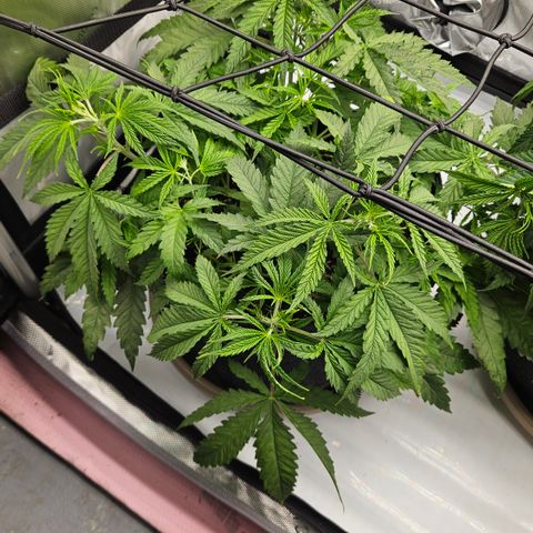 Pain Killer growlog timeline photo