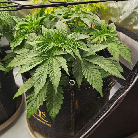 Lemon Haze growlog timeline photo