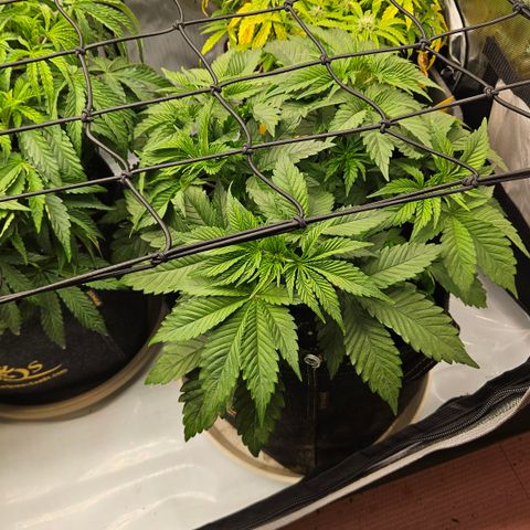 Lemon Haze growlog timeline photo