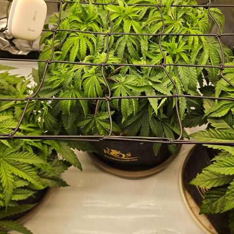 Purple Mimosa  growlog timeline photo