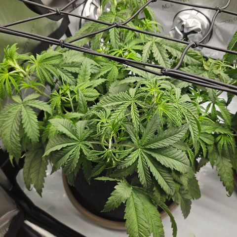 Pain Killer growlog timeline photo