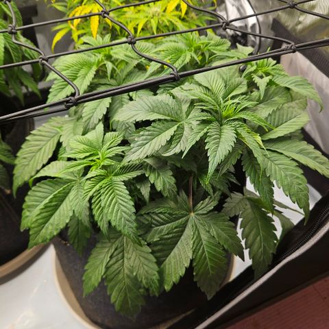 Lemon Haze growlog timeline photo