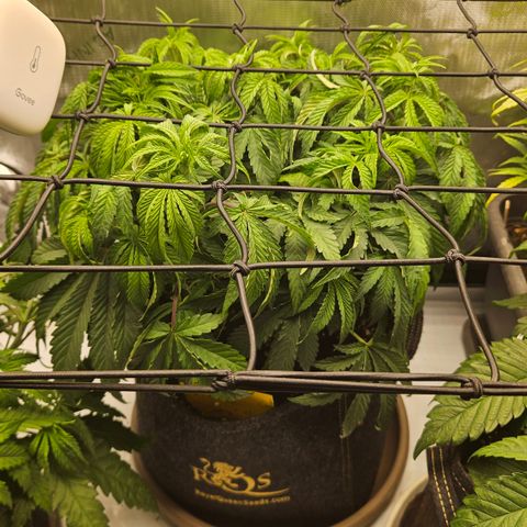 Purple Mimosa  growlog timeline photo