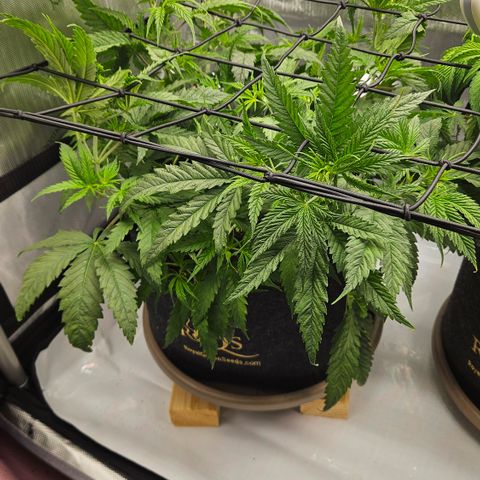 Pain Killer growlog timeline photo