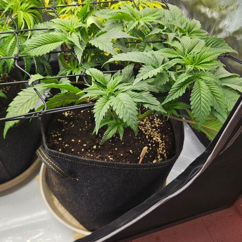 Lemon Haze growlog timeline photo