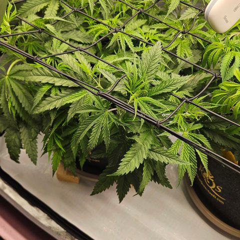 Pain Killer growlog timeline photo