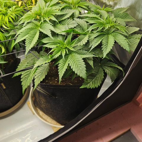 Lemon Haze growlog timeline photo