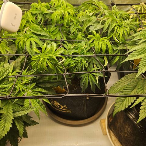 Purple Mimosa  growlog timeline photo