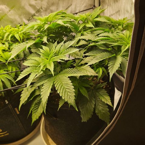 Lemon Haze growlog timeline photo