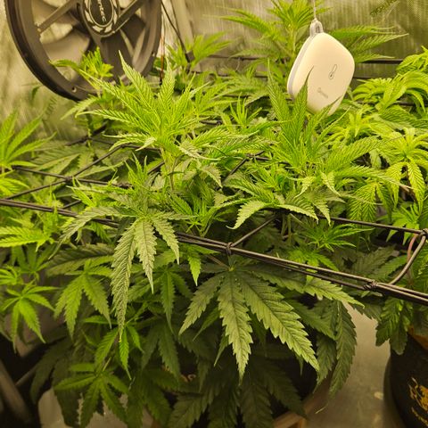Pain Killer growlog timeline photo