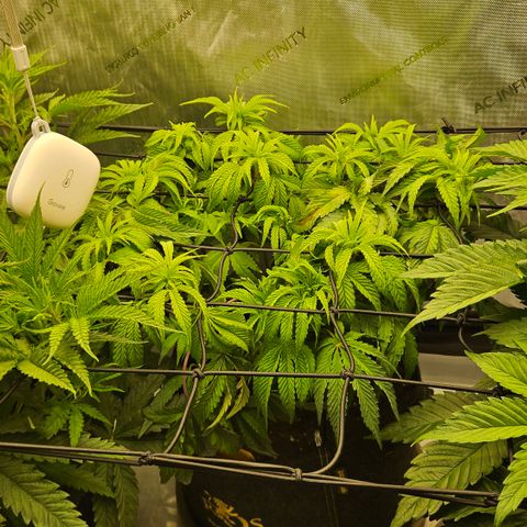 Purple Mimosa  growlog timeline photo