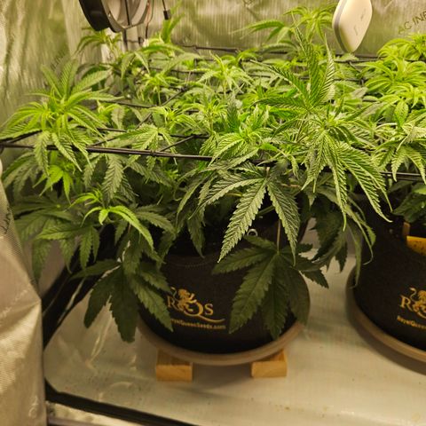 Pain Killer growlog timeline photo