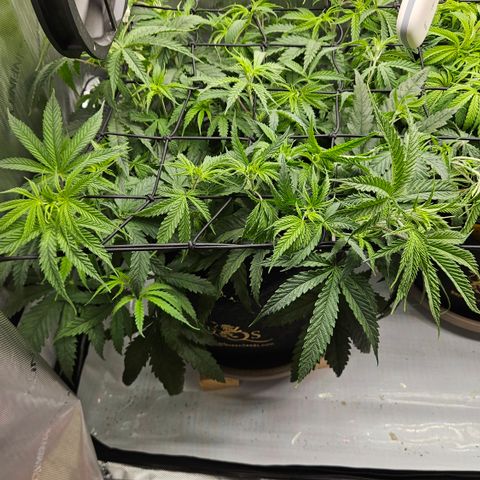 Pain Killer growlog timeline photo