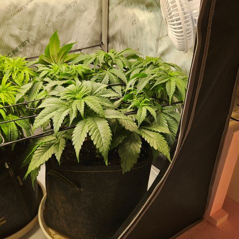 Lemon Haze growlog timeline photo