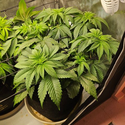 Lemon Haze growlog timeline photo