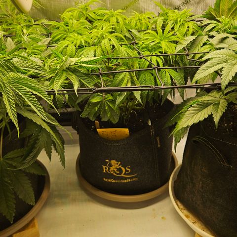 Purple Mimosa  growlog timeline photo