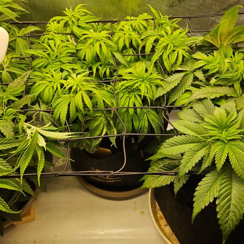 Purple Mimosa  growlog timeline photo