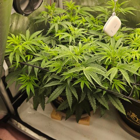 Pain Killer growlog timeline photo