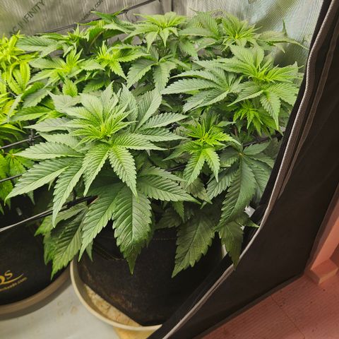 Lemon Haze growlog timeline photo