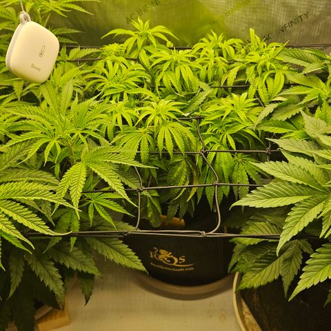 Purple Mimosa  growlog timeline photo