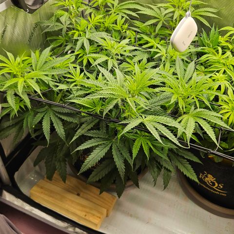 Pain Killer growlog timeline photo