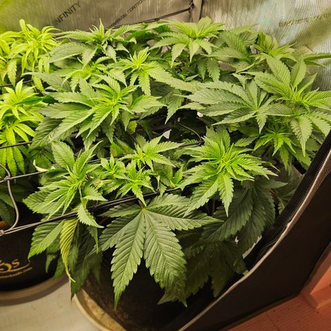 Lemon Haze growlog timeline photo