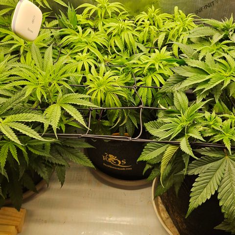 Purple Mimosa  growlog timeline photo