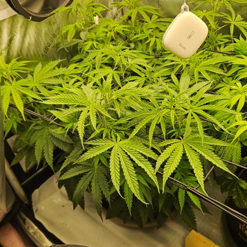 Pain Killer growlog timeline photo