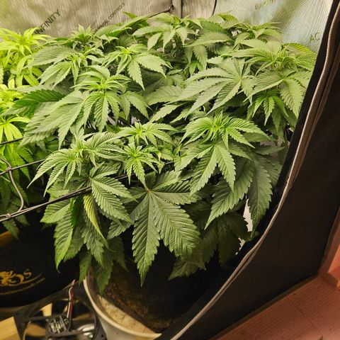 Lemon Haze growlog timeline photo