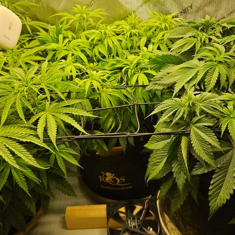 Purple Mimosa  growlog timeline photo