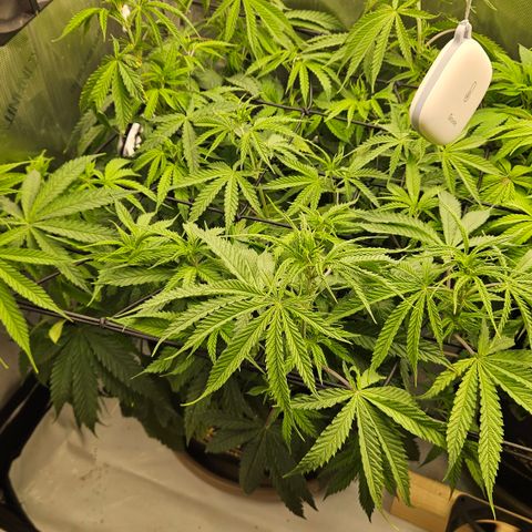 Pain Killer growlog timeline photo