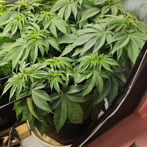 Lemon Haze growlog timeline photo