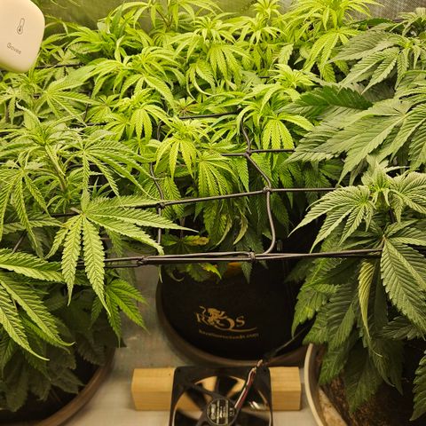Purple Mimosa  growlog timeline photo