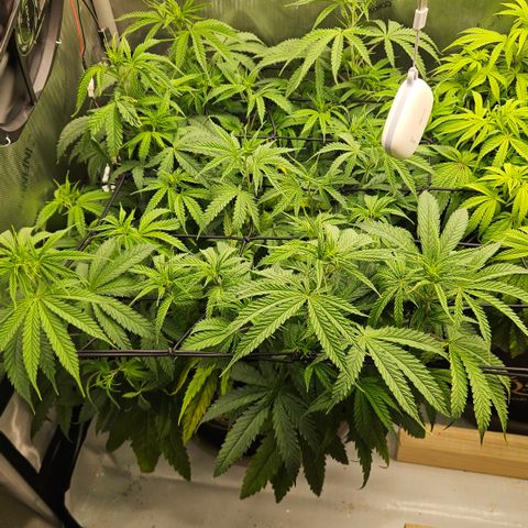 Pain Killer growlog timeline photo