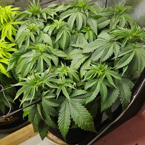 Lemon Haze growlog timeline photo