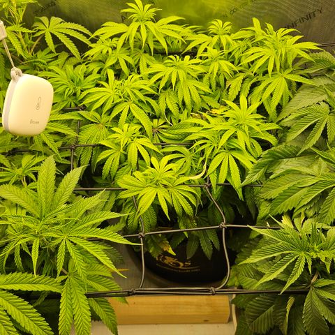 Purple Mimosa  growlog timeline photo