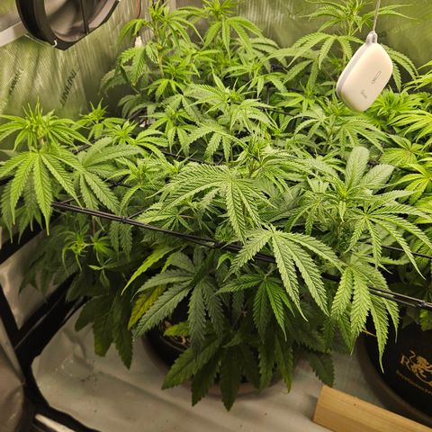 Pain Killer growlog timeline photo
