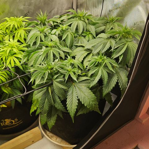 Lemon Haze growlog timeline photo