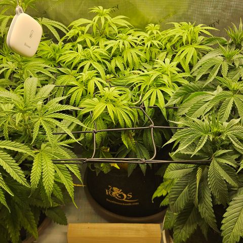 Purple Mimosa  growlog timeline photo