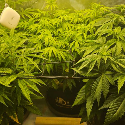 Purple Mimosa  growlog timeline photo