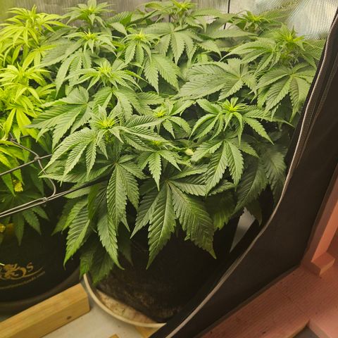 Lemon Haze growlog timeline photo