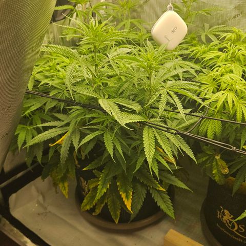 Pain Killer growlog timeline photo