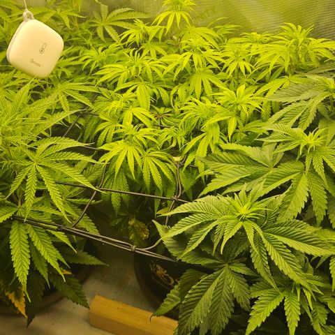 Purple Mimosa  growlog timeline photo